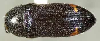 Media type: image;   Entomology 24412 Aspect: habitus dorsal view
